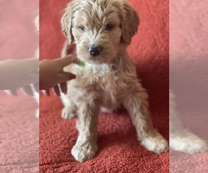 Goldendoodle Puppy for sale in POUNDING MILL, VA, USA