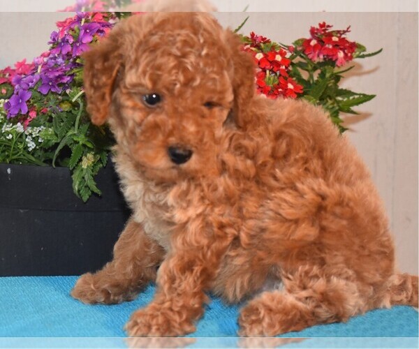 Medium Photo #1 Poodle (Miniature) Puppy For Sale in MILLERSBURG, OH, USA