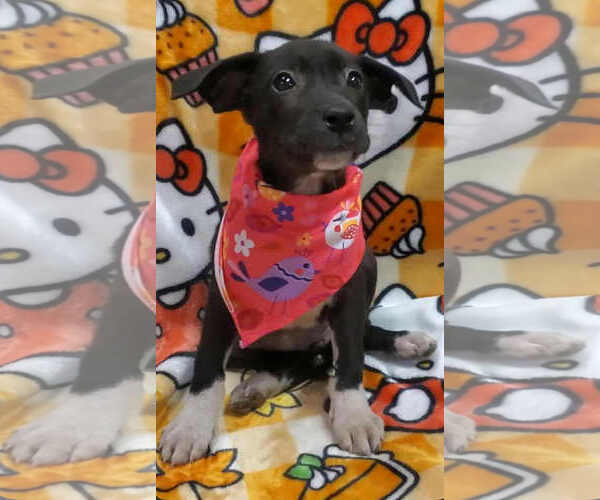 Medium Photo #2 Labrador Retriever-Unknown Mix Puppy For Sale in SHERBURNE, NY, USA