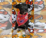 Small #1 Labrador Retriever Mix