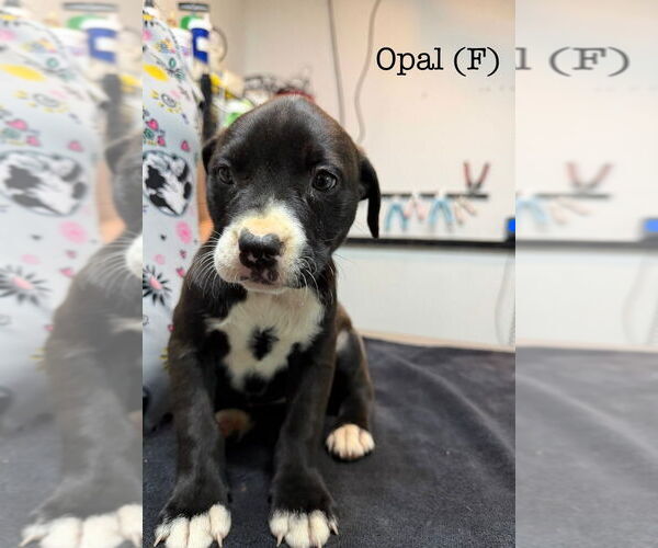 Medium Photo #1 American Pit Bull Terrier Puppy For Sale in Studio City, CA, USA