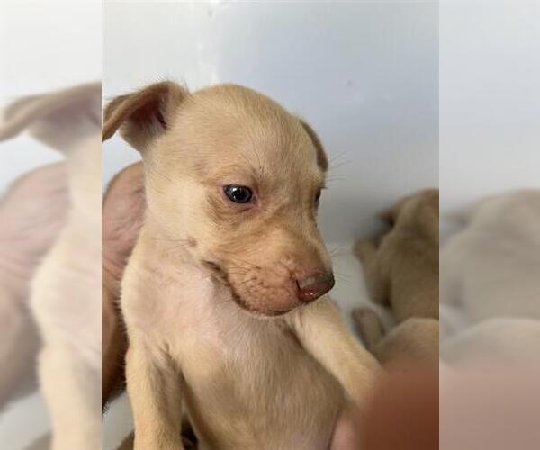 Medium Photo #1 Labrador Retriever-Unknown Mix Puppy For Sale in Houston, TX, USA