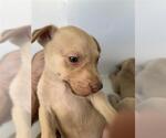 Small Labrador Retriever Mix