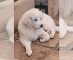 Small #6 Great Pyrenees