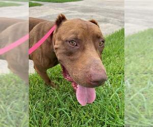 Mastiff-Unknown Mix Dogs for adoption in Rosenberg, TX, USA