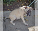 Small Photo #3 German Shepherd Dog-Mountain Cur Mix Puppy For Sale in Huntley, IL, USA