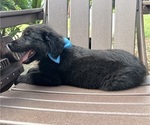 Small Photo #22 Gollie Puppy For Sale in SANTA ROSA BEACH, FL, USA