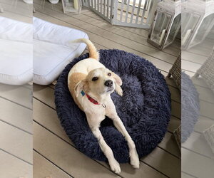 English Setter-Great Pyrenees Mix Dogs for adoption in Plainfield, IL, USA