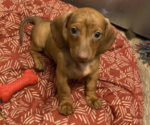 Small Photo #10 Dachshund Puppy For Sale in HOUSTON, TX, USA