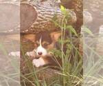 Small Photo #3 Pembroke Welsh Corgi Puppy For Sale in KINGSVILLE, MO, USA