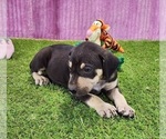 Small #2 Catahoula Leopard Dog