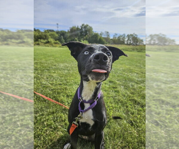 Medium Photo #13 Mutt Puppy For Sale in Gloversville, NY, USA
