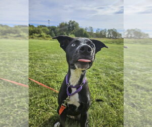 Liberty - Female Mutt Dog for Adoption - Photo #13