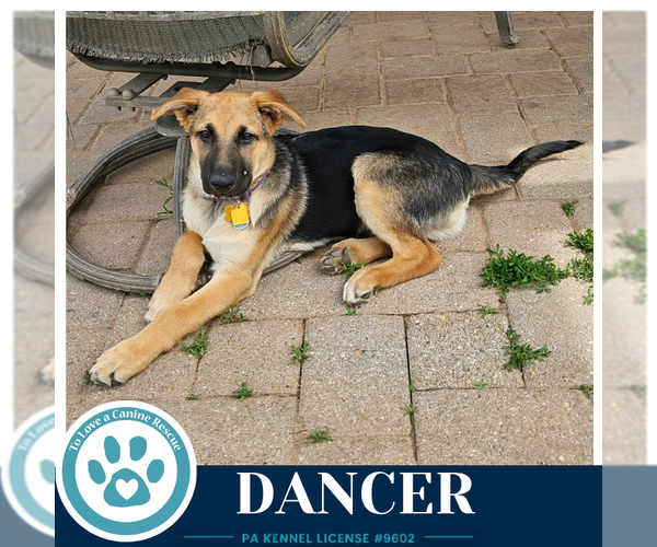 Medium Photo #4 German Shepherd Dog Puppy For Sale in Kimberton, PA, USA