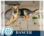 Small #3 German Shepherd Dog