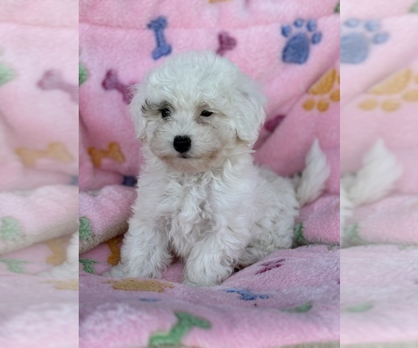 Medium Photo #3 Maltipoo Puppy For Sale in CHARLESTON, WV, USA