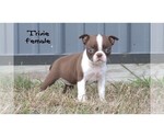 Image preview for Ad Listing. Nickname: Litter of 7