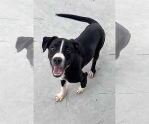 American Pit Bull Terrier-Unknown Mix Dogs for adoption in Oakhurst, NJ, USA