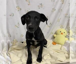 Labrador Retriever-Unknown Mix Dogs for adoption in Modesto, CA, USA