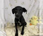 Small Labrador Retriever Mix
