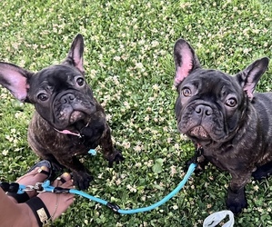 French Bulldog Puppy for sale in SAN BERNARDINO, CA, USA