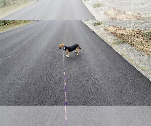 Medium Photo #13 Doxle Puppy For Sale in Sebec, ME, USA
