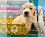 Small Photo #10 Goldendoodle Puppy For Sale in HAMPSTEAD, NC, USA