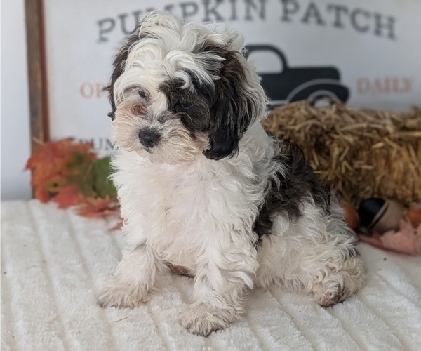 Medium Photo #29 ShihPoo Puppy For Sale in GOSHEN, IN, USA