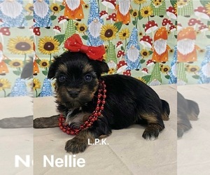 Yorkshire Terrier Puppy for sale in WINNSBORO, LA, USA