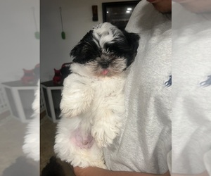 Shih Tzu Puppy for sale in SANGER, CA, USA
