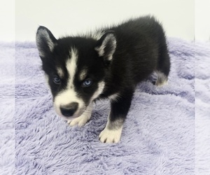 Siberian Husky Puppy for sale in SANDY HOOK, KY, USA