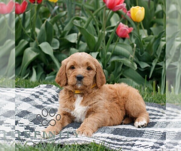 Medium Photo #3 Goldendoodle Puppy For Sale in NARVON, PA, USA