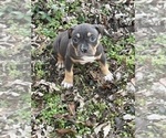 Small Photo #18 American Bully Puppy For Sale in BOLIVAR, MO, USA