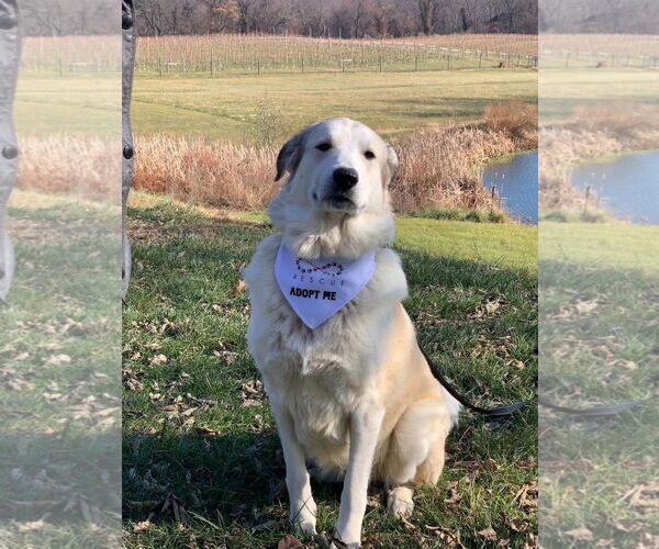 Medium Photo #1 Anatolian Pyrenees Puppy For Sale in Stephens City, VA, USA