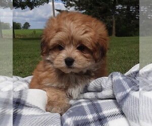 Shiranian Puppy for sale in THORP, WI, USA
