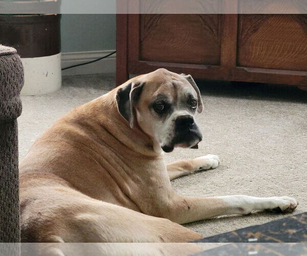 Medium Photo #3 Boxer Puppy For Sale in Burnsville, MN, USA