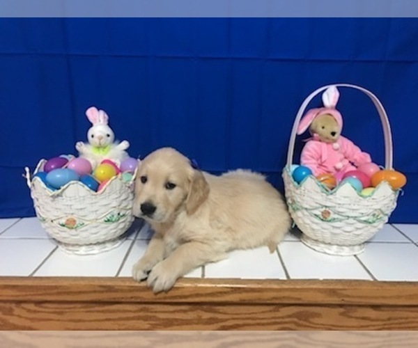 Full screen Photo #9 Golden Retriever Puppy For Sale in WEBSTER CITY, IA, USA