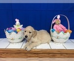 Small Photo #9 Golden Retriever Puppy For Sale in WEBSTER CITY, IA, USA