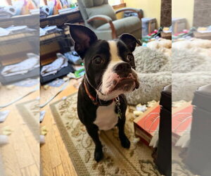 Noli - Male Boston Terrier-Unknown Mix Dog for Adoption - Photo #3