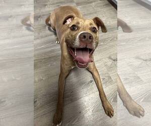 Frankie - Female American Staffordshire Terrier-Unknown Mix Dog for Adoption - Photo #21