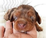 Puppy Puppy 7 Female Cavalier King Charles Spaniel