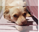 Small Dachshund-Spaniel Mix