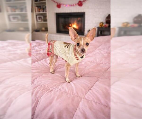 Medium Photo #1 Chihuahua-Unknown Mix Puppy For Sale in San Antonio, TX, USA