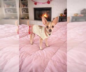Chihuahua-Unknown Mix Dogs for adoption in San Antonio, TX, USA