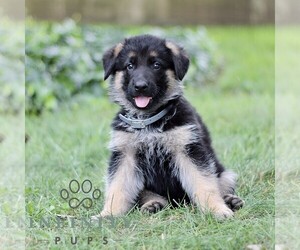 German Shepherd Dog Puppy for sale in COATESVILLE, PA, USA