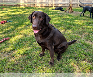 Tucker - Male Labrador Retriever Dog for Adoption - Photo #4