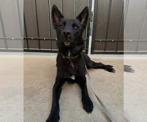 Kabob - Male Shollie Dog for Adoption - Photo #2