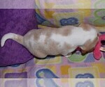 Small Photo #9 Beagle Puppy For Sale in REASNOR, IA, USA