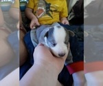 Small Photo #23 Australian Shepherd-Pembroke Welsh Corgi Mix Puppy For Sale in GALLEGOS, NM, USA