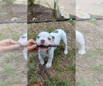 Small #8 Olde English Bulldogge